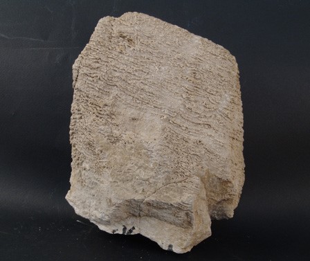 Stromatolitni Dolomit